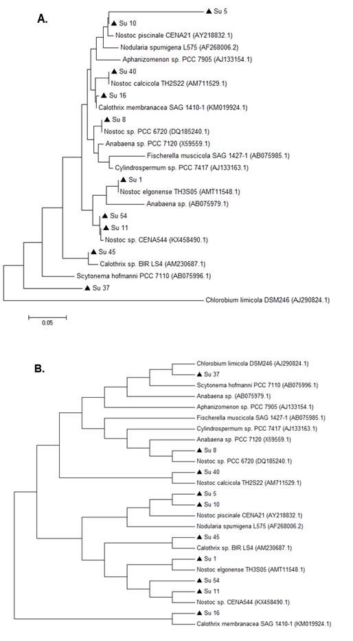 Phylogenetic
relationships of the 10 isolates (black triangle) based on partial 16S rRNA
gene sequences. A. The tree was built by the Maximum likelihood (ml) method. B. The tree was built using
the Maximum parsimony (mp)
method.