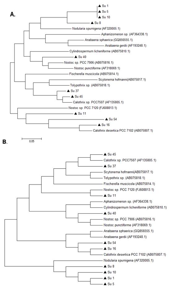 Phylogenetic
relationships of the 10 isolates (black triangle) based on partial hetR gene sequences. A. The tree was built by the
Maximum likehood (ml)
method. B. The tree was built using the Maximum parsimony (MP) method.