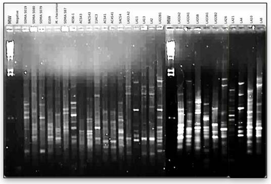 BOXPCR
fingerprints of bacteria isolated from nodules of from P. parviflora, V. caven and E. contorsiliquum