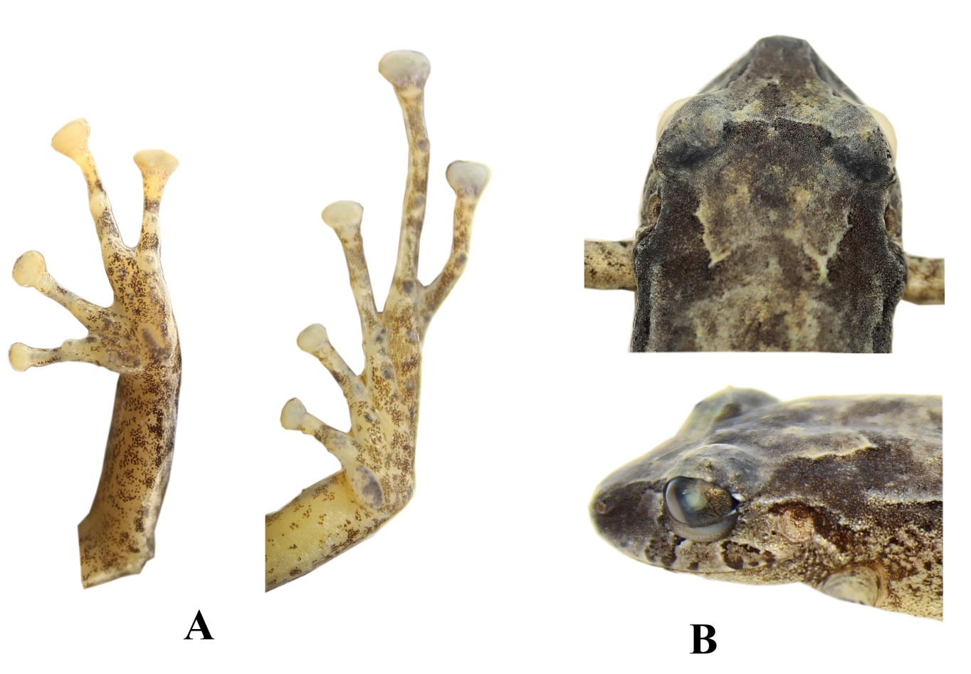 Pristimantis hampatusami sp. nov., DHMECN 11413, hembra, holotipo. (A) Detalle de las extremidades; (B)
Detalle de la cabeza en vista de dorsal y de perfil. (CRP).