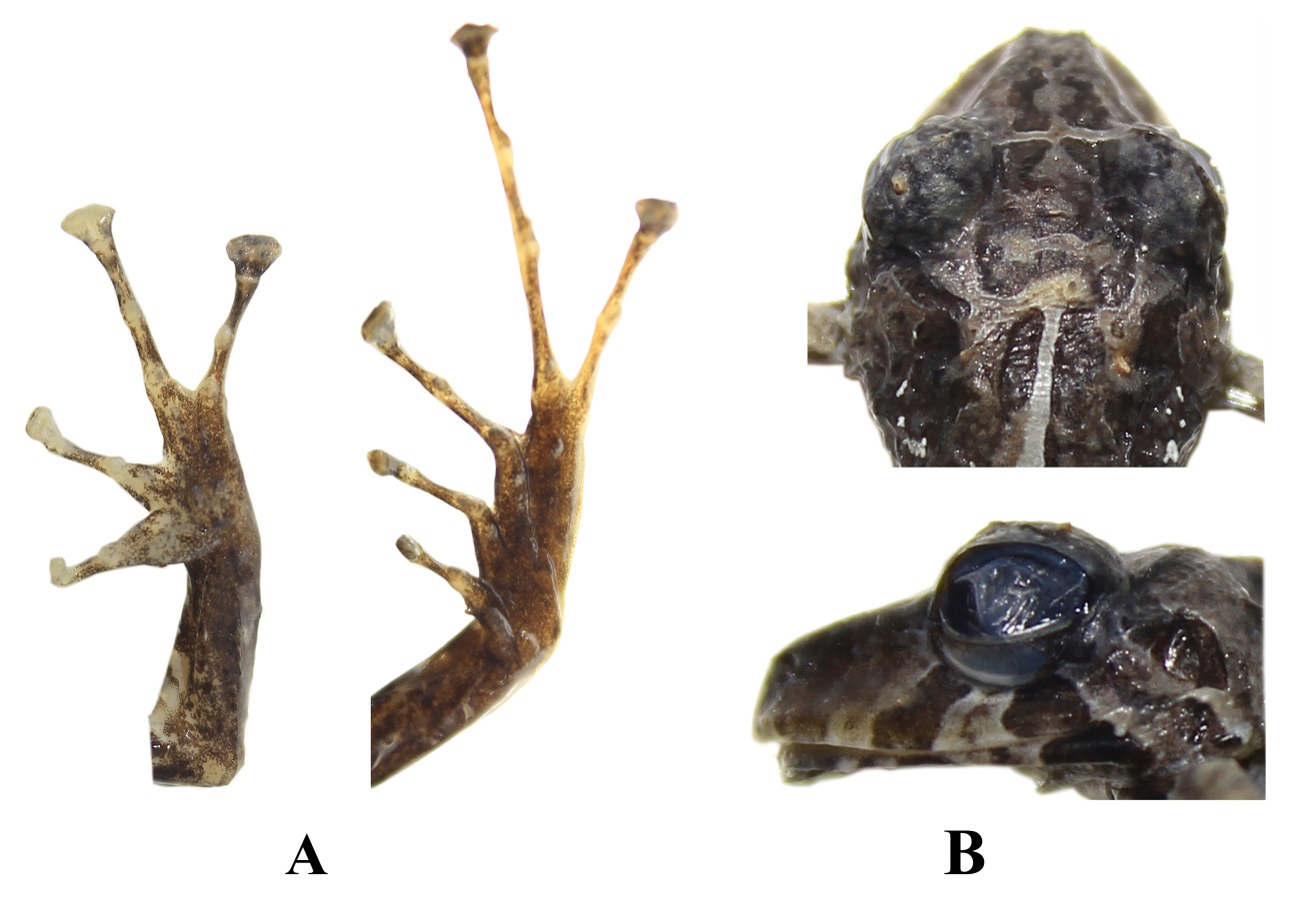 Pristimantis kuri sp. nov. DHMECN 11383, macho, holotipo. (A) Detalle de las extremidades; (B) Detalle de la cabeza en vista de
dorsal y de perfil. (CRP).