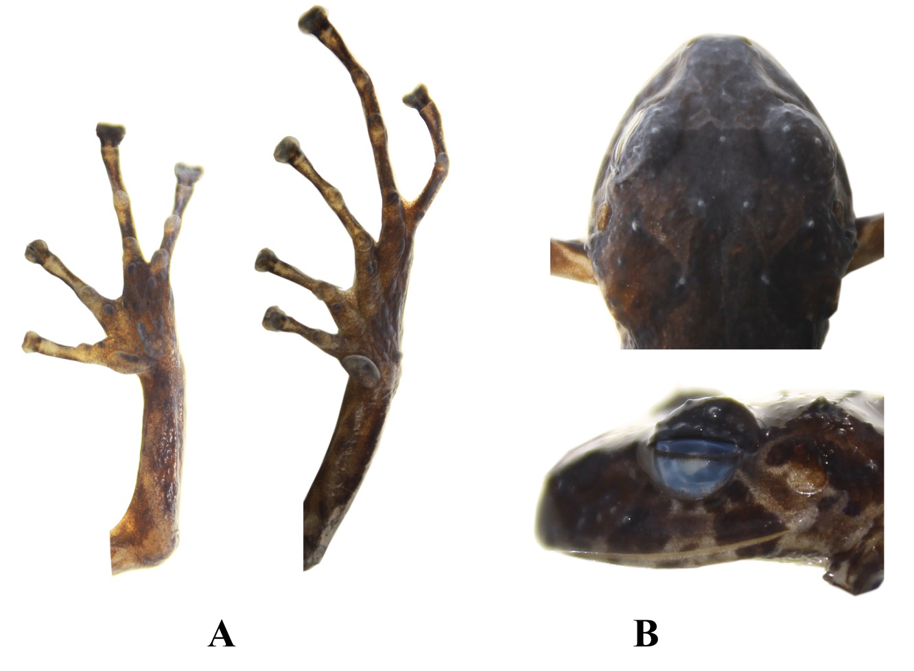 Pristimantis allpapuyu sp. nov., DHMECN 11384, hembra, holotipo. (A) Detalle de las extremidades; (B)
Detalle de la cabeza en vista de dorsal y de perfil. (CRP).
