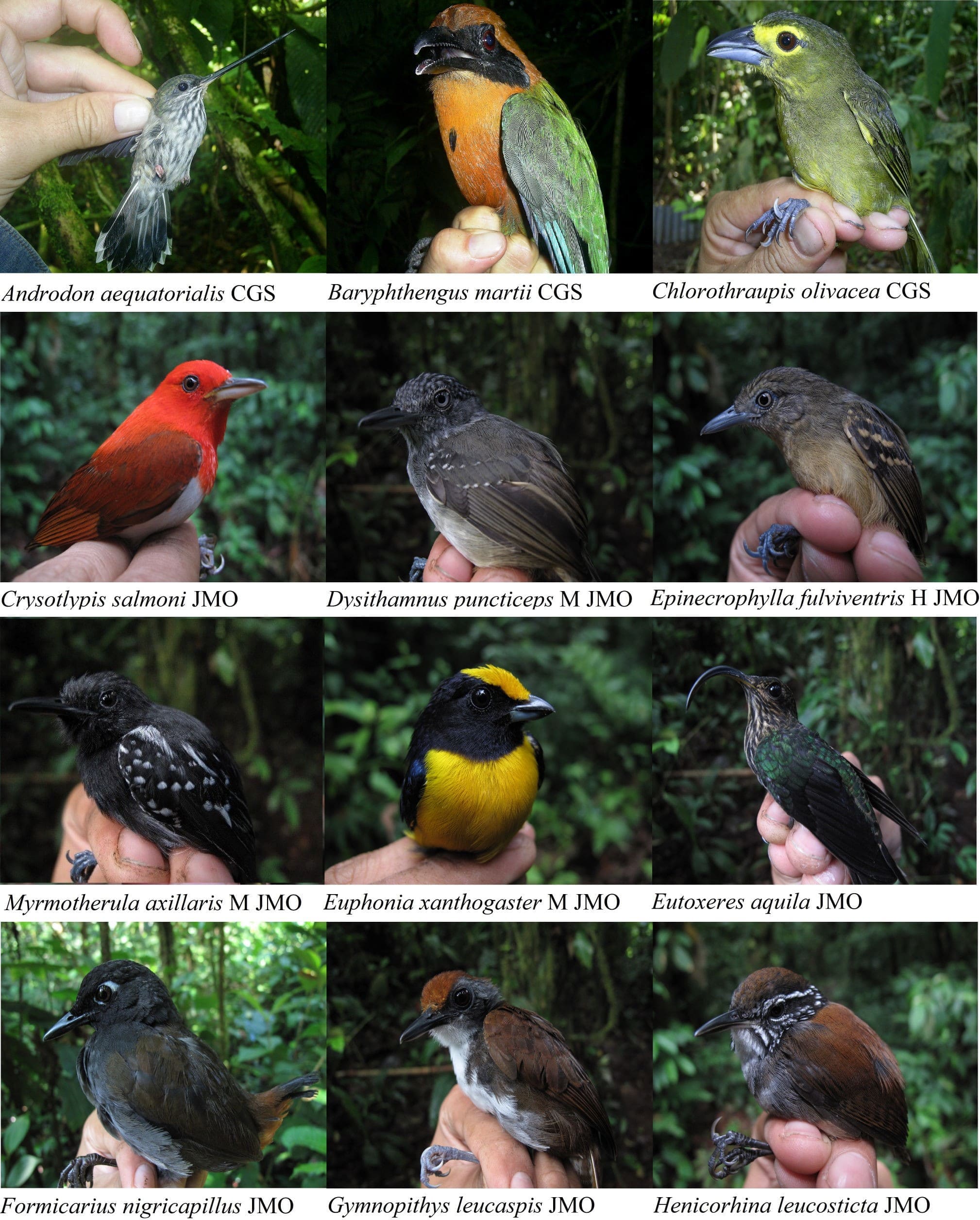 Algunas aves representativas de la
diversidad ornitológica de Tobar Donoso, Carchi, Ecuador. H = hembra, M =
macho. Fotografías por Javier Mena Olmedo (JMO) y César Garzón Santomaro (CGS).