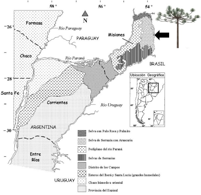 Distribución de Araucaria angustifolia
(modificado de Giraudo, 2001)