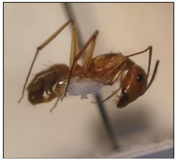 Camponotus spp. (10 mm).