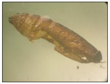 Pupa de G. mellonella depredada
por Camponotus spp. (10 mm).