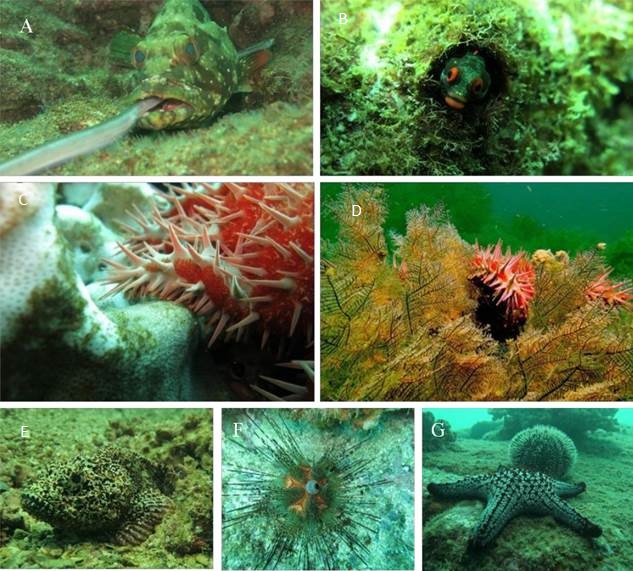 Fauna asociada a Isla Muela. A) La cabrilla de piedra (Epinepheluslabriformis), alimentándose de un pez
corneta (Fistulariidae); B) Pez Trambollin
(Acanthemblemariahancocki),
habita en tubos vacíos de cirrípedos, poliquetos o moluscos en arrecifes de coral y rocosos; C y D) Estrella corona
de espinas (Acanthasterplanci)
alimentándose de colonias de coral duro y negro; E) Pez escorpión, se mimetiza
en los fondos de arena entre Isla Muela y el Bajo de Isla Muela Norte; F) El
erizo (Astropygapulminata) en
Isla Muela Norte; G) Equinodermos en el bajo Norte de isla Muela.