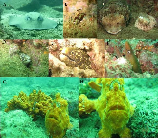 Organismos en los bajos de la bahía de Pixvae. A)
Raya latigo (Dasyatislongus); B) Nudibranquio (Hypselodorisagassizzi);
C) Izquierda: Pez erizo (Diodonholacanthus),
Derecha: erizo (Toxopneustesroseus); D)
Morena joya (Muraenalentiginosa);
E) Morena estrellada (Echidnanebulosa); G) Gymnothorax castaneus; H) Esponja
(Axinella sp.) lado
izquierdo; H) Pez sapo (Antennariuscommerson)
