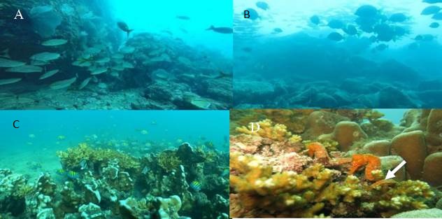 Ambientes marinos de punta Pixvae. A y B) Comunidades
coralinas de bajo la Boya; C) Arrecife de punta Pixvae;
D) Caballitos de mar (Hippocampus ingens
(flecha), aferrados a ramas del coral Pocillopora damicornis en el arrecife de punta Pixvae