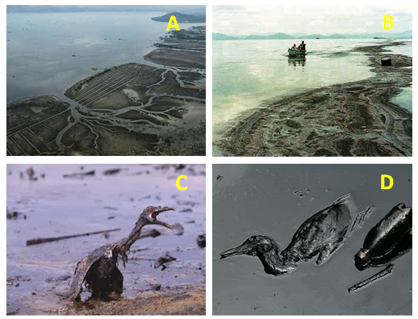 Aspecto do mangue da região de Magé: (A)
vista aérea da chegada do óleo às margens do mangue; (B) aspecto da devastação
do litoral pelo óleo; (C) aves marinhas em agonia contaminadas pelo óleo; (D)
morte das aves marinhas.