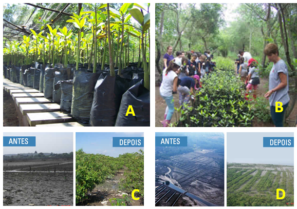 Projeto Mangue Vivo: construção de viveiro com capacidade para 40.000
mudas de mangue (A); replantio de 55.000 mudas contando com Mangue Vermelho,
Siriúba e Mangue Branco (B); recuperação 19,2 hectares (C e D).