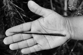 Espina de la palma de coyol, que llega a medir hasta 15 centímetros de largo.