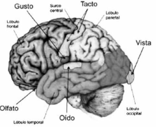 Los sentidos en la corteza cerebral