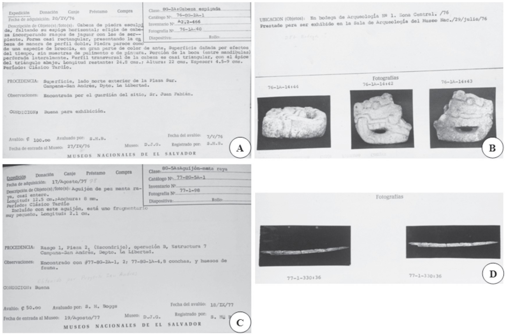 Fichas de registro de material fitomorfo en excavaciones arqueológicas en el sitio San Andrés, para el período prehispánico. (A-B) esfinge de cabeza de piedra esculpida, incorporando rasgos de jaguar con los de serpiente, (C-D) aguijón de mantarraya
