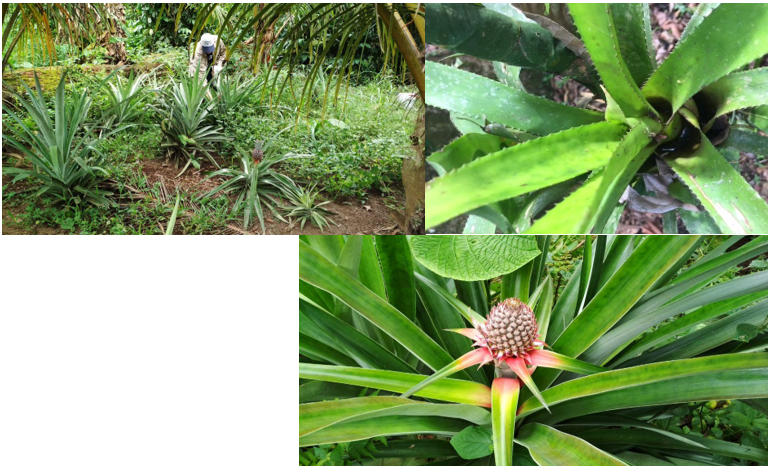 Photographs of a patch of Ananas comosus plants, flower and a close-up of its axil filled with water, providing a phytotelm at the bottom right corner.