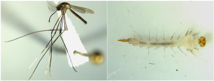 Wyeomyia (Wyo) medioalbipes Lutz. Left: Female adult; Right: ventral view of 4th instar larvae.