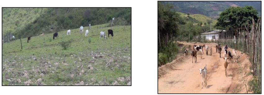 Presencia del ganado vacuno y caprino en las zonas áridas semiáridas de la región.