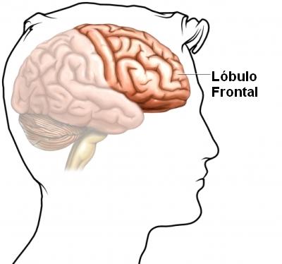 Ubicación neuroanatómica del lóbulo frontal que permite el trabajo de las funciones ejecutivas.