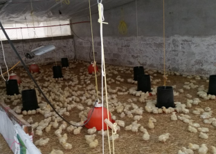 Galpón con capacidad desde 1200 a 1500 pollos.