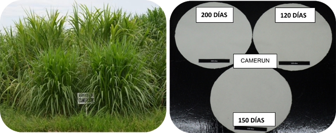 Comportamiento del pasto en etapa
vegetativa (lado izquierdo) y de la celulosa (lado derecho) de la Variedad Camerún
a los 120, 150 y 200 dds.