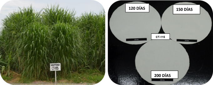 Comportamiento del pasto en etapa vegetativa (lado izquierdo)
y de la celulosa (lado derecho) de la Variedad CT-115 a los 120, 150 y 200 dds.