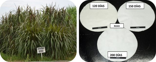 Comportamiento del pasto en etapa vegetativa (lado izquierdo)
y de la celulosa (lado derecho) de la Variedad Roxo a los 120, 150 y 200 dds.