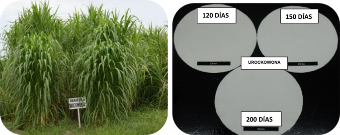 Comportamiento del pasto
en etapa vegetativa (lado izquierdo) y de la celulosa (lado derecho) de la Variedad Urockowona
a los 120, 150 y 200 dds.