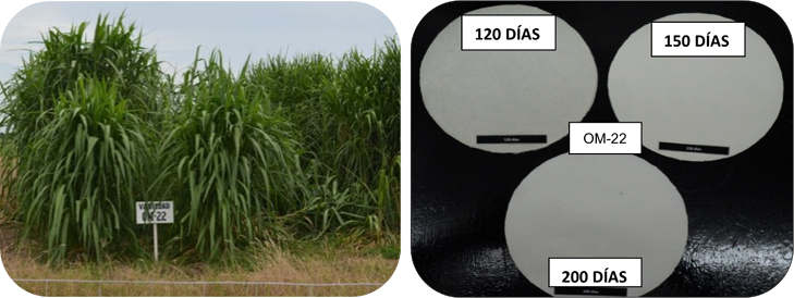 Comportamiento del pasto en etapa vegetativa (lado izquierdo)
y de la celulosa (lado derecho) de la variedad OM-22 a los 120, 150 y 200 dds.