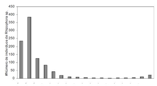 Porcentaje de individuos de Mangle Blanco, Injerto y Rojo presentes
en las categorías de fustal y latizal
