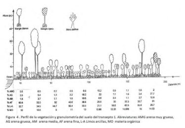 Estructura del manglar de
Virudó, chocó Sector del estero Bocón