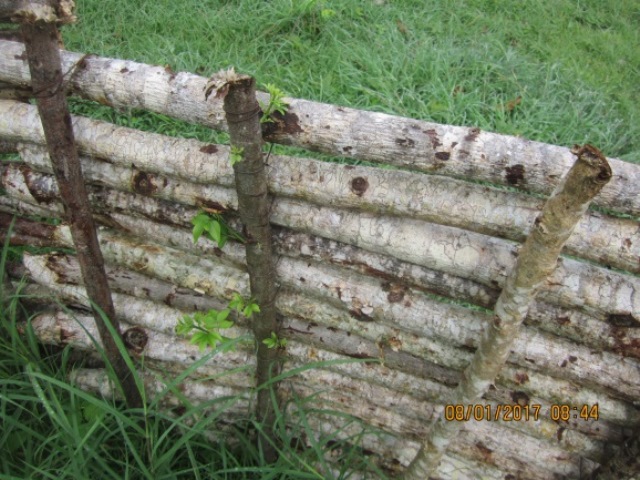 Rebrote de material vegetal
vertical en presas de varas construídas.