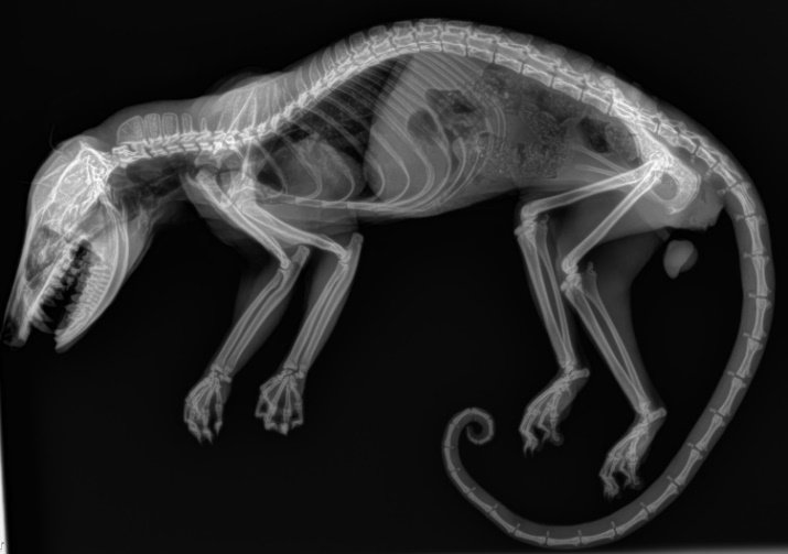 Estudio radiológico lateral completo post-mortem
de paciente Didelphis marsupialis en el cual no se
observa ninguna lesión a nivel óseo ni de tejido blando, por medio de esta
radiografía se descartan fracturas del esqueleto axial y apendicular.