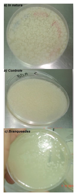 Presença de microrganismos após 24 h de cultivo em meio de
cultura BDA e isolados de amostras de fatias de cubiu in natura (a), controle (b) e branqueadas (c)