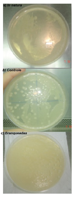 Presença de microrganismos após 24 h de cultivo em meio de cultura
Ágar Sabouraud e isolados de amostras de fatias de cubiu in natura (a), controle (b) e branqueadas (c)