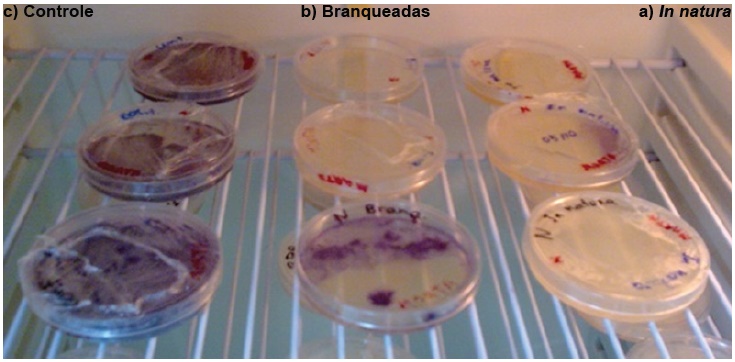 Presença de microrganismos após 24 h de cultivo em meio de cultura Ágar
Nutritivo e isolados de amostras de fatias de cubiu in
natura (a), controle (c) e branqueadas (b)