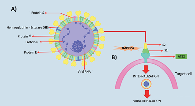  Structure of
SARS-CoV-2, virus causing COVID-19 with its corresponding structural proteins
(A). Binding mechanism of protein S to the angiotensin-converting enzyme
receptor 2 (ACE2). The figure shows how protein S is cleaved by the serine
protease TMPRRS2, in the S1 (N-terminal) and S2 (C-terminal) subunits, mediating
the binding of the virus to the target cell and facilitating its entry13,14
(B).