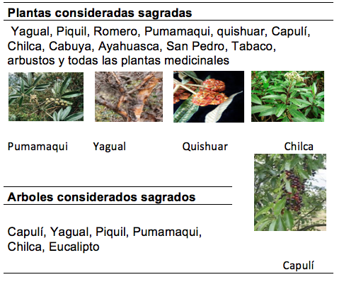 Plantas y árboles
sagrados en la comunidad de Salasaca