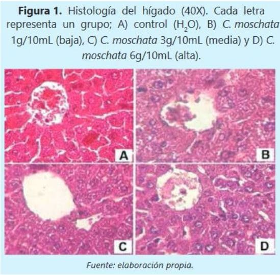 Histología del hígado (40X). Cada letra
representa un grupo; A) control (H2O), B) C. moschata
1g/10mL (baja), C) C. moschata 3g/10mL (media) y D) C.
moschata 6g/10mL (alta). 