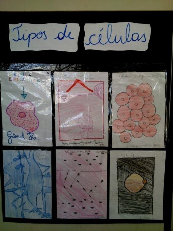 Desenho de diferentes células humanas