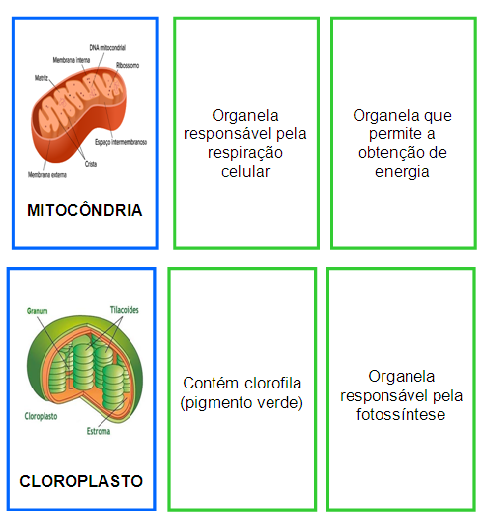 Formação
da organela ou jogo da mitocôndria