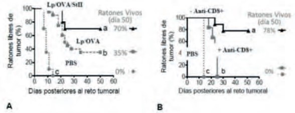 Potenciación de la respuesta antitumoral inducida por liposomas con StII co-encapsulada con el Ag OVA y efecto de la eliminación de linfocitos T CD8+.