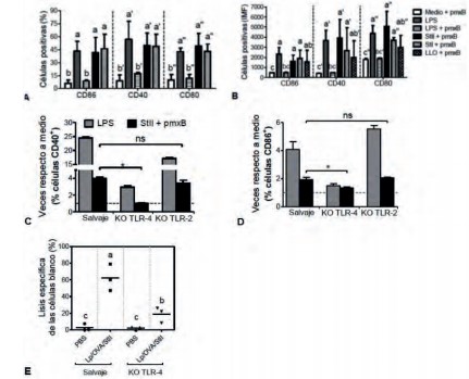  Maduración de las DC por StII in vitro: Dependencia de TLR-4 e influencia de este receptor en la respuesta de CTL que inducen los liposomas que contienen esta PFP.