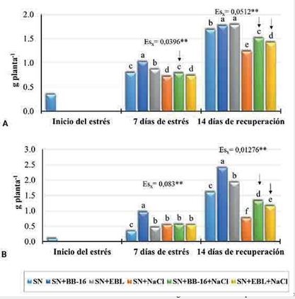 Efecto de la aspersión foliar con BB-16 (0,1
µmol L-1) o EBL (2 µmol L-1)
en la masa seca de plantas de arroz del cultivar J-104 sometidas a NaCl 100 mmol L-1 por 7 d. 