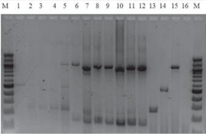 Electroforesis submarina en gel de agarosa al
2 % de los productos de
amplificación por PCR múltiple de muestras infectadas ar- tificialmente.