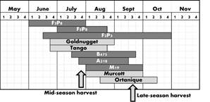  Graphic representation
of the ripening period of the novel hybrids and commercial cultivars included
in the present work. Month and weeks (1-4) are presented to limit the beginning
and the end of the harvest period for each cultivar. Dark grey bars represent
the harvest period of the novel hybrids. Light grey bars represent the harvest
period of commercial cultivars. Arrows indicate the harvest time for each of
the two studies