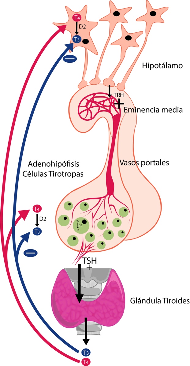 Regulación de la secreción de las
hormonas tiroideas por el mecanismo de retroalimentación negativa.
