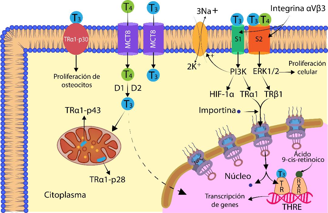 Mecanismo de acción de las hormonas
tiroideas.