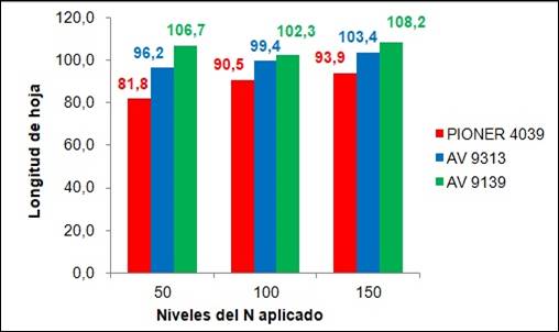 Comparación de la longitud de hoja en cada híbrido y
tratamiento nitrogenado.