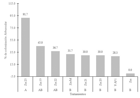 Porcentaje
colonización arbusculares de consorcios de HMA propagados en  

P. sativum + L. multiflorum