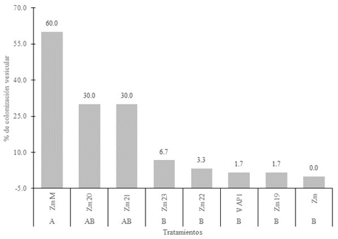 Porcentaje
colonización vesicular  

de consorcios de HMA
propagados en  

P. sativum + L. multiflorum